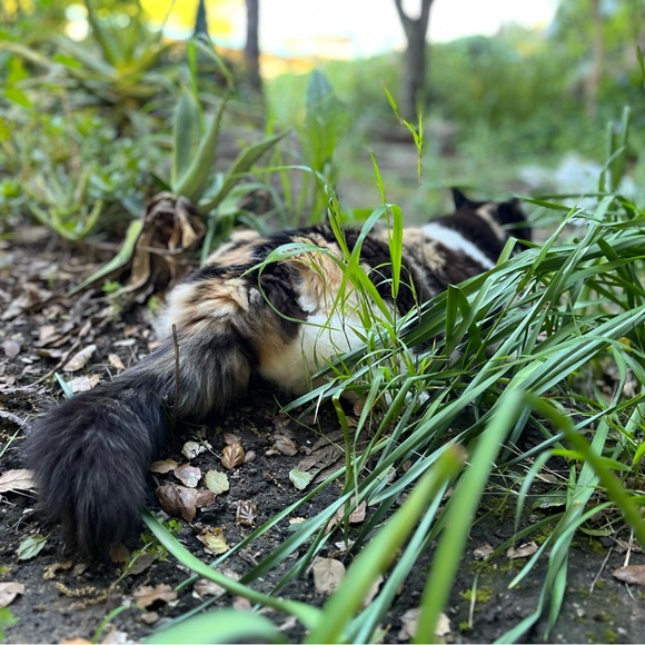 Please Help Me Support This Cat 💗 - Picture 8 of 8